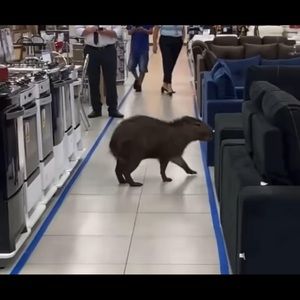 Meet your Posher, Claudia